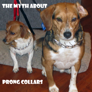 Myths About Prong Collars for Dogs